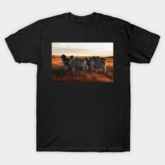 Merino Sheep in the Sunset